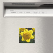 Sunlit Daffodil Magneet (Insitu (Vaatwasser))
