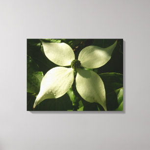 Sunlit Dogwood Blossom Spring Floral Canvas Afdruk