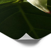 Sunlit Dogwood Blossom Spring Floral Poster (Hoek)