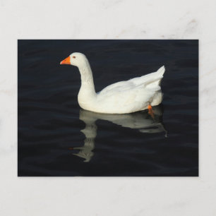 Sunlit Emden Goose Briefkaart
