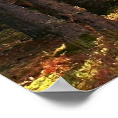 Sunlit Forest Path Poster (Hoek)