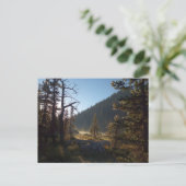 Sunlit Frosted Pine Trees at Dream Lake Briefkaart (Staand voorkant)
