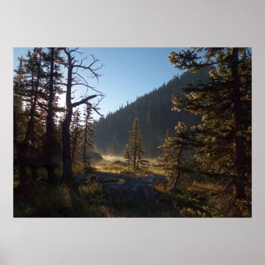Sunlit Frosted Pine Trees at Dream Lake Poster (Voorkant)