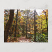 Sunlit Herfst Trail in Laurel Hill State Park Briefkaart (Voorkant)