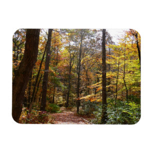 Sunlit Herfst Trail in Laurel Hill State Park Magneet