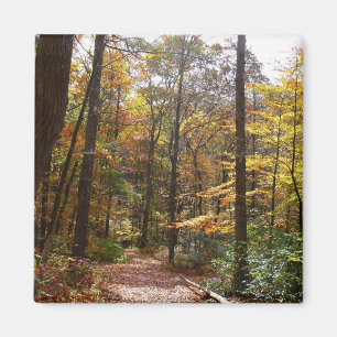 Sunlit Herfst Trail in Laurel Hill State Park Magneet