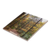 Sunlit Herfst Trail in Laurel Hill State Park Tegeltje (Zijkant)