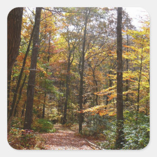 Sunlit Herfst Trail in Laurel Hill State Park Vierkante Sticker