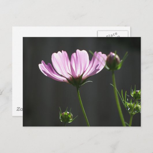 Sunlit Paarse Cosmos Briefkaart (Voorkant / Achterkant)
