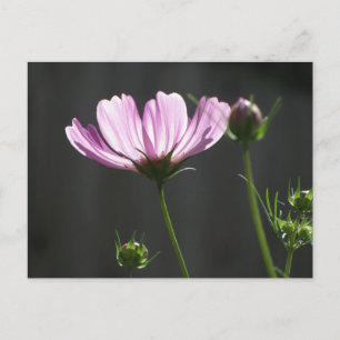 Sunlit Paarse Cosmos Briefkaart