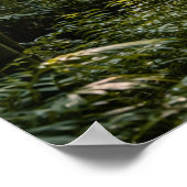 Sunlit Path Through Bamboo Forest Poster (Hoek)