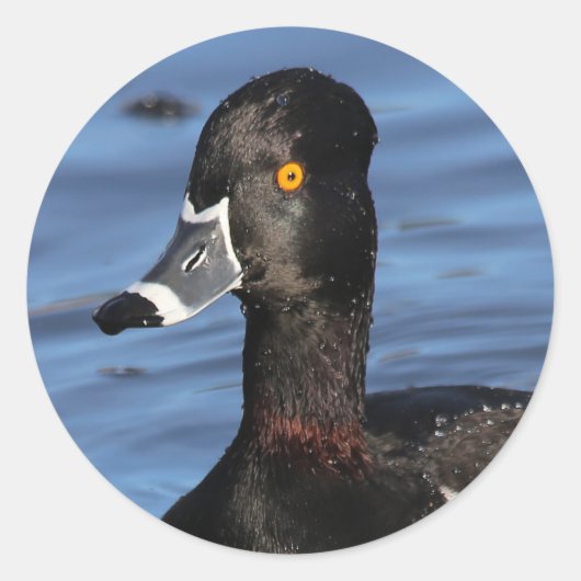 Sunlit Profile of a Ring-Necked Duck Ronde Sticker (Voorkant)