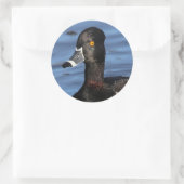 Sunlit Profile of a Ring-Necked Duck Ronde Sticker (Tas)