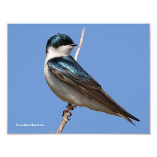 Sunlit Profile of a Tree Swallow Songbird Foto Afdruk