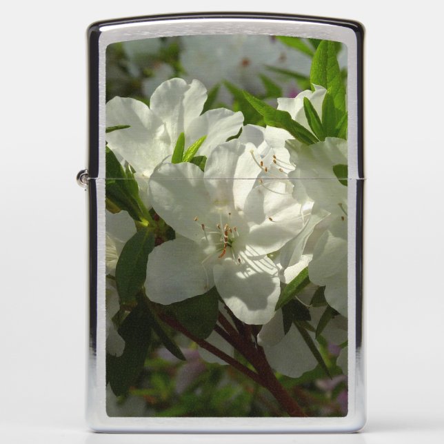 Sunlit White Azaleas Beauful Spring Flowers (Voorkant)
