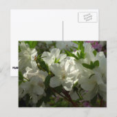 Sunlit White Azaleas Beauful Spring Flowers Briefkaart (Voorkant / Achterkant)