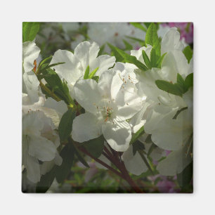 Sunlit White Azaleas Beauful Spring Flowers Magneet