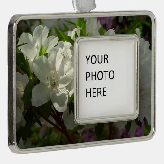 Sunlit White Azaleas Beauful Spring Flowers Verzilverd Kader Ornament (Rechts)