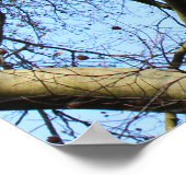 Sunlit Winter Branches Poster (Hoek)