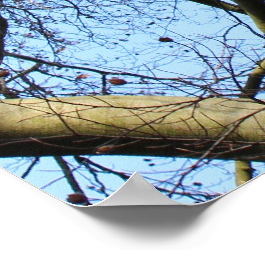 Sunlit Winter Branches Poster (Hoek)