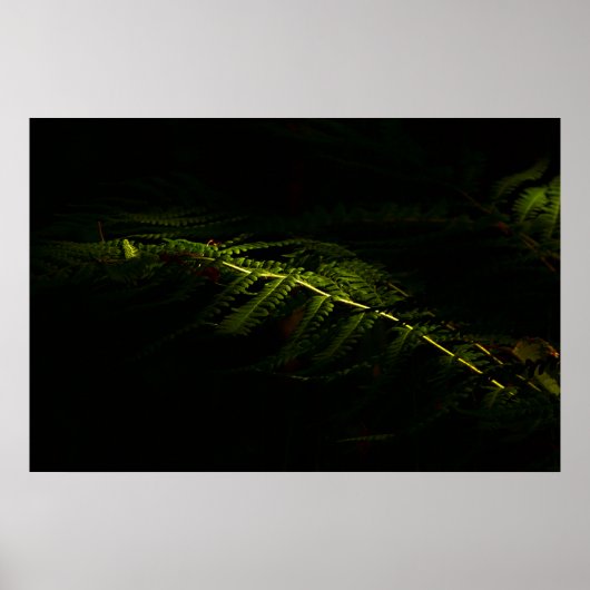 Sunlit woodland ferns (6167)  poster (Devant)