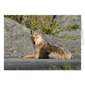 Sunning Coyote