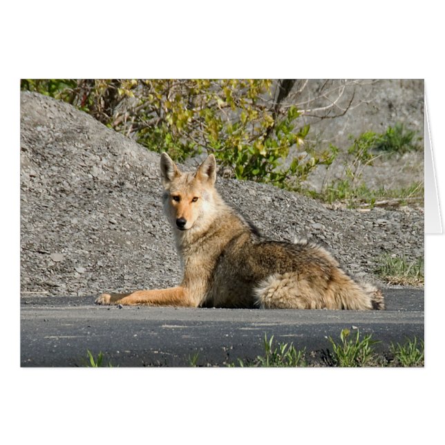 Sunning Coyote (Devant horizontal)