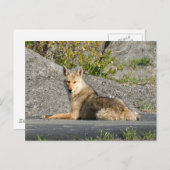 Sunning Coyote Briefkaart (Voorkant / Achterkant)