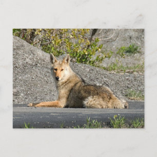 Sunning Coyote Briefkaart