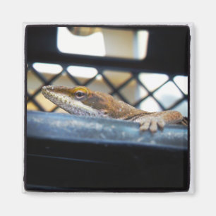 Sunning Green Anole Lizard Foto Magneet
