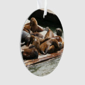 Sunning Lions à San Francisco (devant)