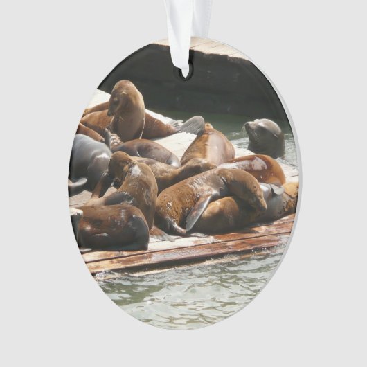 Sunning Lions à San Francisco (devant)