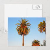 Sunny California Palm Trees Briefkaart (Voorkant / Achterkant)