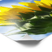 Sunny Day Sunflower Foto Afdruk (Hoek)