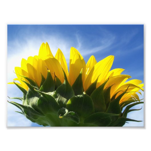 Sunny Day Sunflower Foto Foto Afdruk (Voorkant)