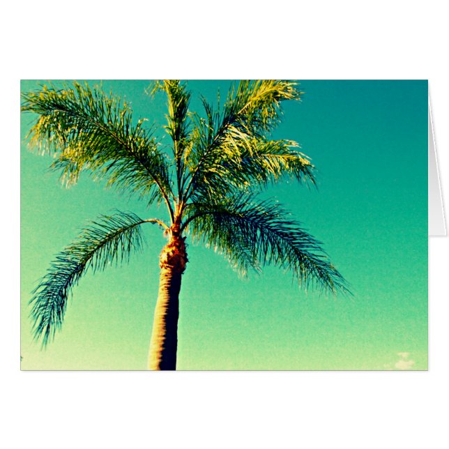 Sunny Florida Palm Tree Sky Afbeelding (Voorkant Horizontaal)