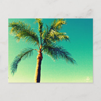 Sunny Florida Palm Tree Sky Afbeelding Briefkaart