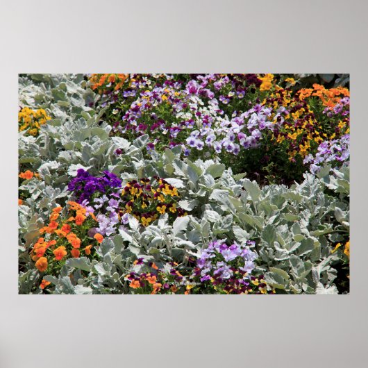 Sunny Flower Garden Poster (Voorkant)