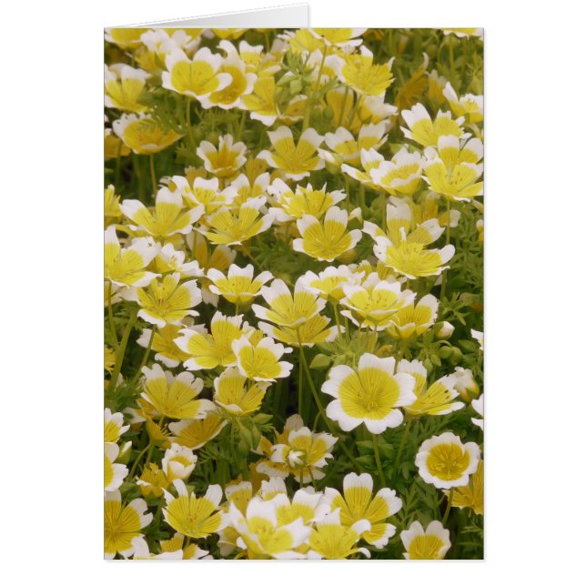 Sunny Gold White Flowers (Voorkant)