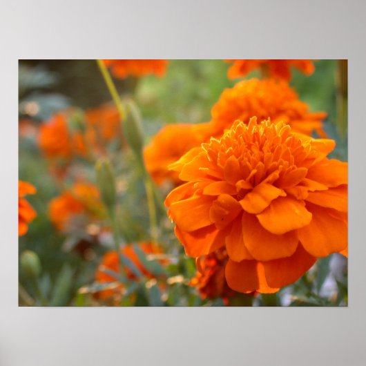 Sunny Marigold Poster (Voorkant)