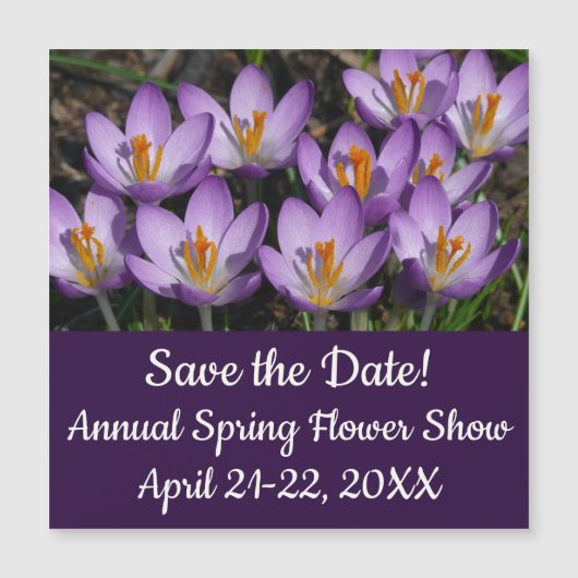 Sunny Paarse Crocuses (Voorkant)