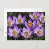 Sunny Paarse Crocuses Briefkaart (Voorkant / Achterkant)