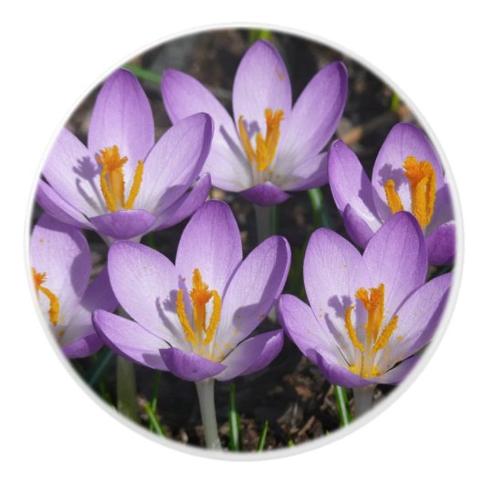 Sunny Paarse Crocuses Keramische Knop (Voorkant)