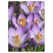 Sunny Paarse Crocuses Klembord (Achterkant)