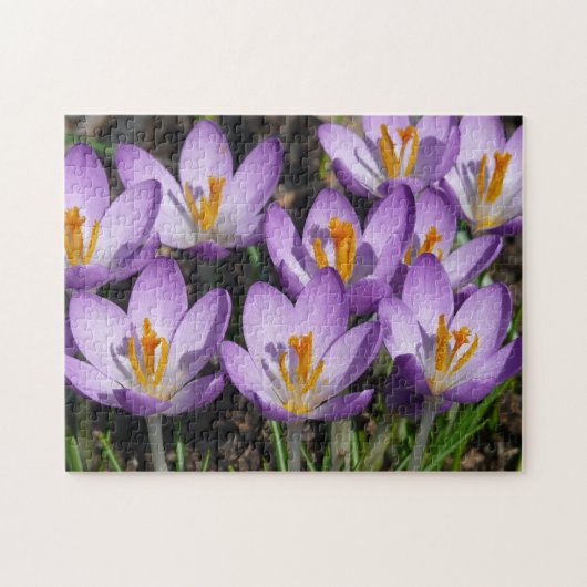 Sunny Paarse Crocuses Legpuzzel (Horizontaal)