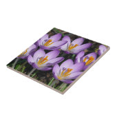 Sunny Paarse Crocuses Tegeltje (Zijkant)