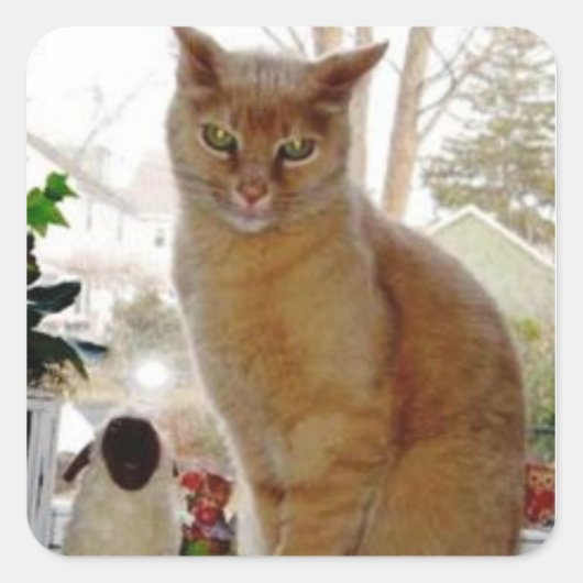 Sunny Papoochie Stickers (Voorkant)