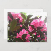 Sunny Pink Rhododendron Flowers DIY Briefkaart (Voorkant / Achterkant)