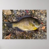 Sunny Poster (Voorkant)