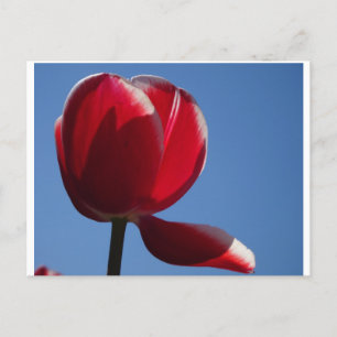 Sunny Red Tulip sluit het Briefkaart af